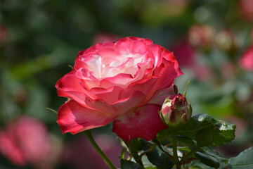 グラデーションの美しいバラ　赤い