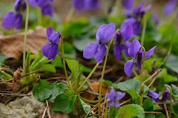 Waldveilchen im Frühjahr	