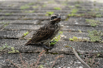 baby bird learning to fly