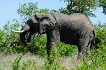 Fototapeta premium Éléphant d'Afrique, Loxodonta africana, Parc national Kruger, Afrique du Sud