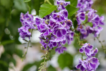 紫の小さな花　デュランタ　ハリマツリ
