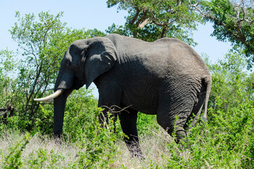 Fototapeta premium Éléphant d'Afrique, Loxodonta africana, Parc national Kruger, Afrique du Sud