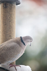 Collared Dove on a garden bird feeder in winter, United Kingdom