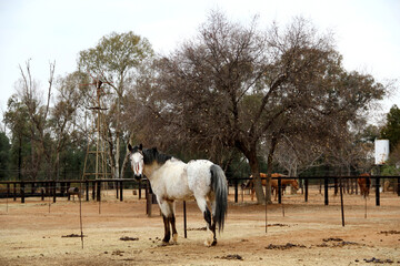 Photo of old white horse in a winter landscape.  The history of horse breeding goes back millennia....