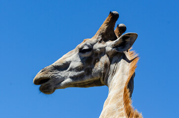 Obraz premium Girafe, Giraffa Camelopardalis, Parc national Kruger, Afrique du Sud