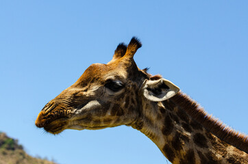 Girafe, Giraffa Camelopardalis, Parc national Kruger, Afrique du Sud