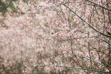Flor de Almendro en primavera. 