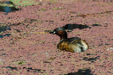 Grèbe castagneux,.Tachybaptus ruficollis, Little Grebe