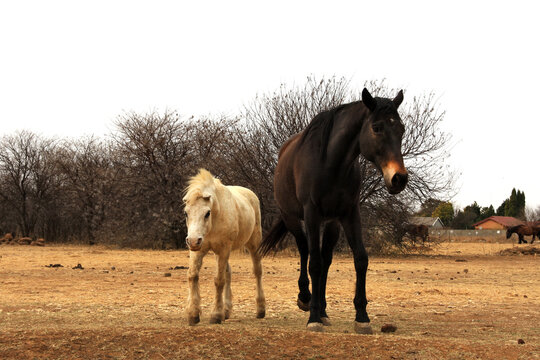 Landscape photo of a dark horse and his unusual, white, dirty, demon faced mule friend.  Plot in the Northwest of South Africa. 