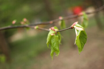 Young green leaves bloom from swollen buds on the branches of the tree.
