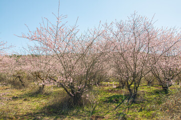 Flor de Almendro en primavera. 