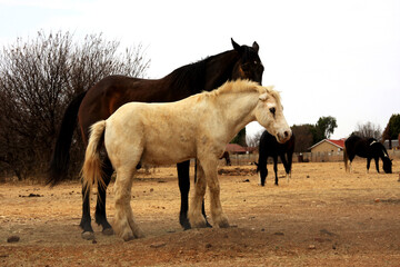 Landscape photo of a dark horse and his unusual, white, dirty, demon faced mule friend.  Plot in the Northwest of South Africa. 