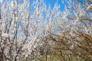 Flor de Almendro en primavera. 