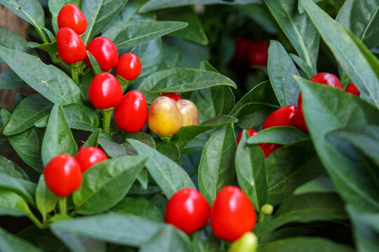 17 Best 観賞用トウガラシ Images Stock Photos Vectors Adobe Stock