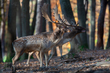 Majestic fallow deer, dama dama, stag walking in sunny autumn forest with copy space. Wild animal moving in nature among trees from front view. Male mammal coming closer.