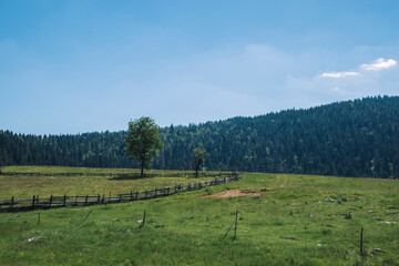 landscape with forest