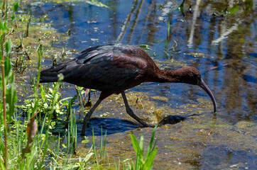 Ibis falcinelle, .Plegadis falcinellus, Glossy Ibis