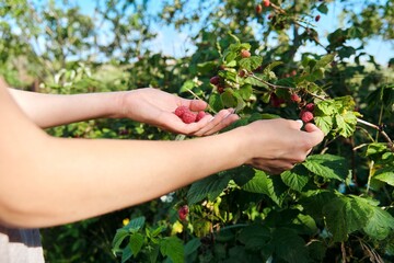 Hands of woman picking ripe raspberries in summer garden