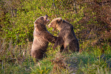 Two Brown bears in battle.Slovakia