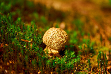 mushroom in the grass