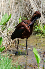 Ibis falcinelle, .Plegadis falcinellus, Glossy Ibis