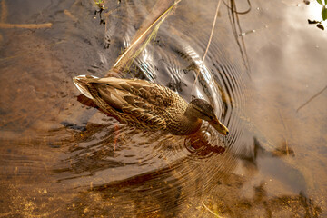 duck swimming in the water