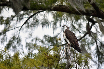 Osprey on a branch
