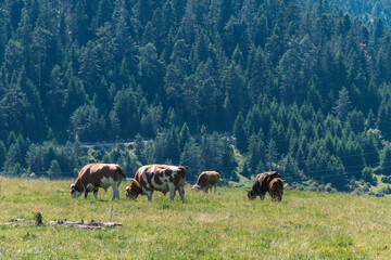 Fototapeta premium herd of cows