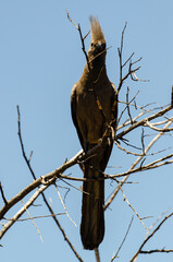 Touraco concolore,.Corythaixoides concolor, Grey Go away bird