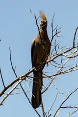 Touraco concolore,.Corythaixoides concolor, Grey Go away bird