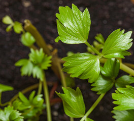 Stems and young leaves of lovage, kitchen seasoning for broth.