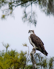 Osprey on a branch
