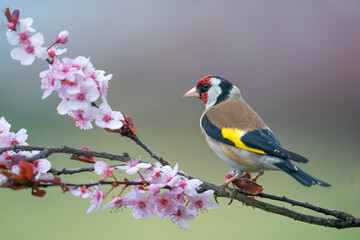 Goldfinch, Carduelis carduelis, single bird on blossom