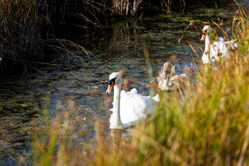 A family of Swans in the Swale National Nature Reserve on the Isle of Sheppey in Kent, England
