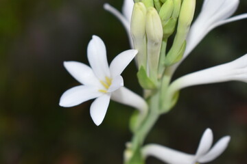 Fototapeta na wymiar close up of white flower