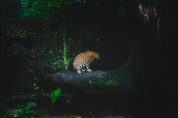 Jaguar ocultándose sobre un árbol © Alejandro