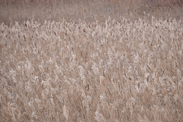 Gray reeds on the river. Spring, winter, popular color