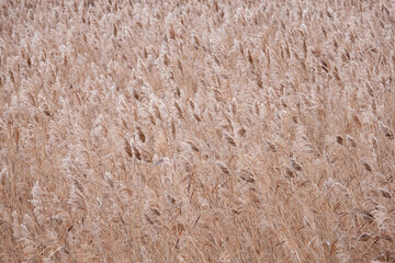 Gray reeds on the river. Spring, winter, popular color