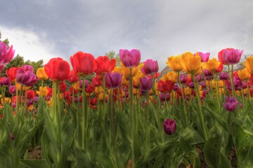Obraz premium Group of colorful spring tulips low angle Sunken Garden Lincoln Nebraska Lancaster County