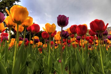 Group of colorful spring tulips low angle Sunken Garden Lincoln Nebraska Lancaster County