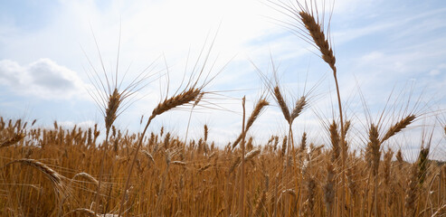 Spikelets of ripe wheat against the blue sky. Background in gold and blue tones.