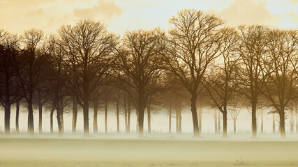 Row trees in a low-hanging mist