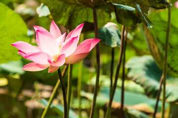 Lotus mit Blüten in einem Teich, die Nationalblume von Vietnam am Rastplatz Tinh Tien Giang.