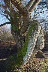 Obraz premium Melford Country Park, January 2021