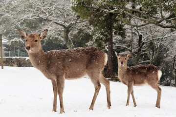 奈良公園の雪景色