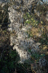 Clematis seed pods in winter sunny day, Melford Country park