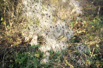Clematis seed pods in winter sunny day, Melford Country park