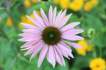 Flower head, Pink, Meadow, Farm, Close up, Poland