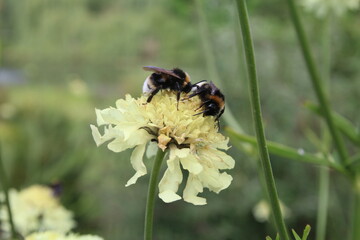 Flower head, Pink, Meadow, Farm, Close up, Poland, Bees 