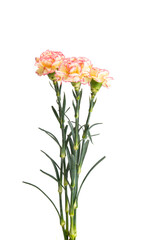 bouquet of carnations isolated